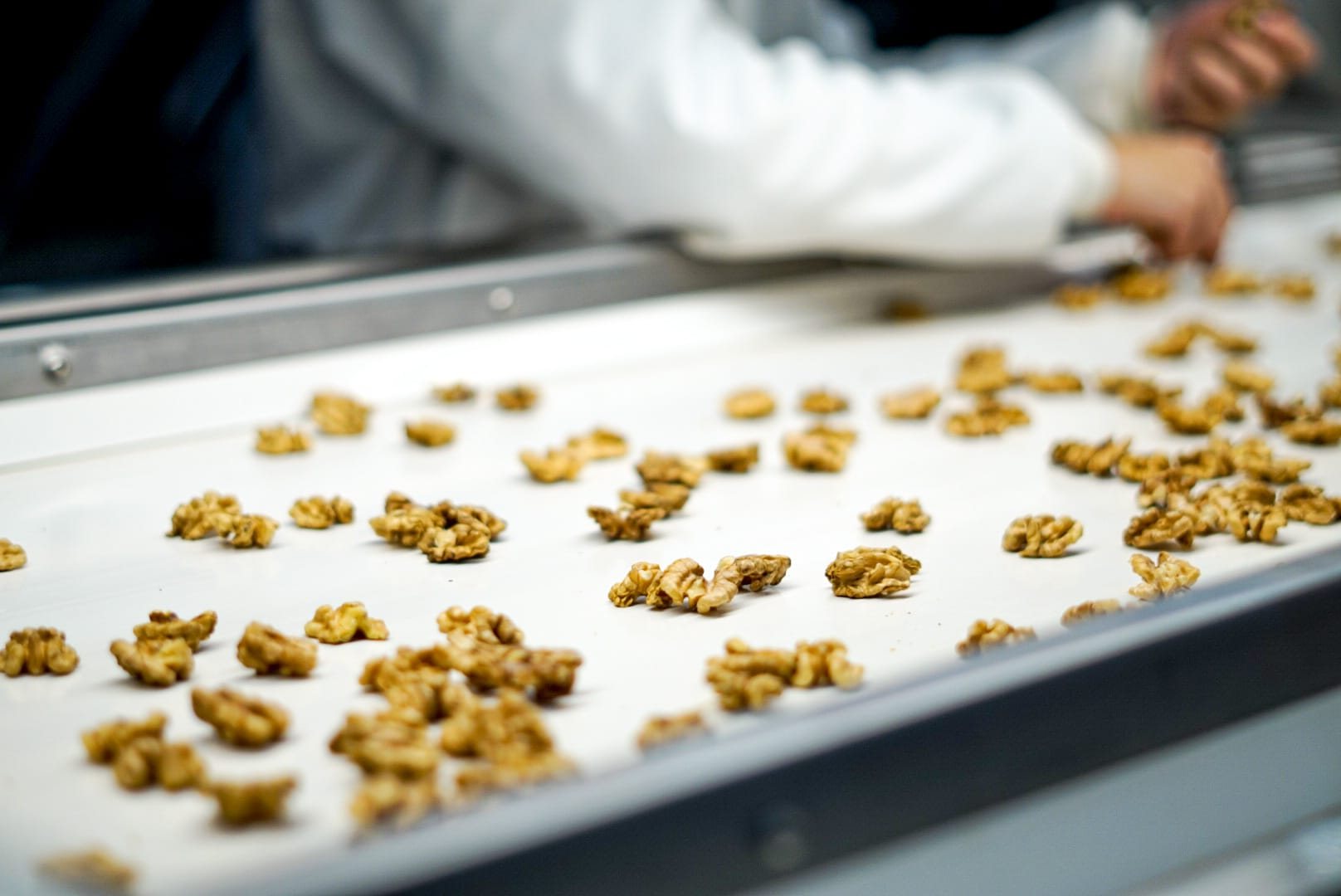 Selección de nuez en grano en la línea de procesado
